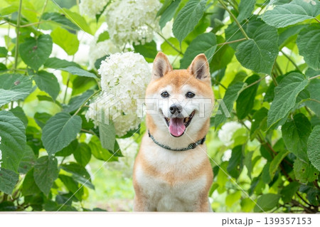 笑顔でおすわりする柴犬　アジサイと柴犬　可愛い柴犬　柴犬茜 139357153