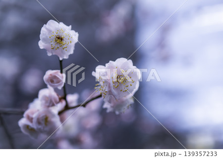 梅の花とつぼみ 梅の花とつぼみ 139357233