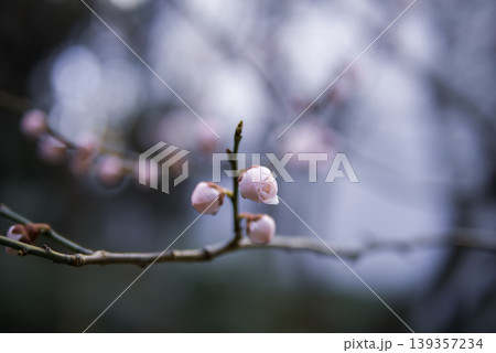 咲き始めた梅の花 139357234