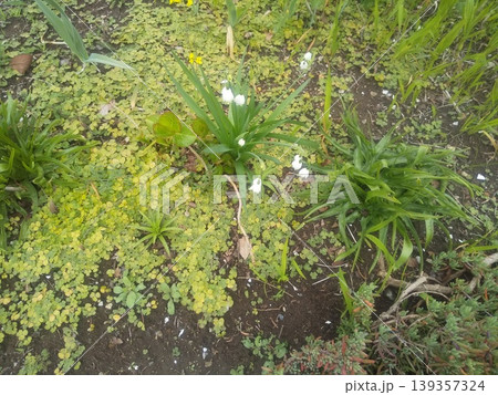 スズラン水仙の鈴のような白い花 スズラン水仙の鈴のような白い花 139357324