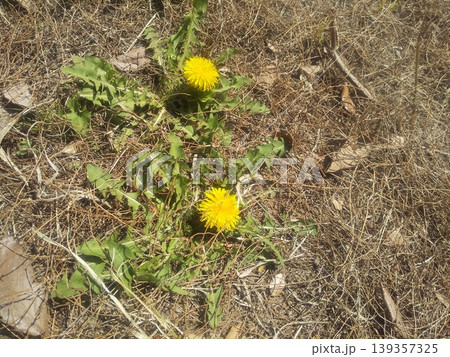 道端に咲く黄色い花は黄色い花タンポポの花 道端に咲く黄色い花は黄色い花タンポポの花 139357325
