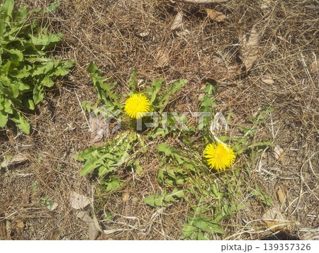 道端に咲く黄色い花は黄色い花タンポポの花 道端に咲く黄色い花は黄色い花タンポポの花 139357326