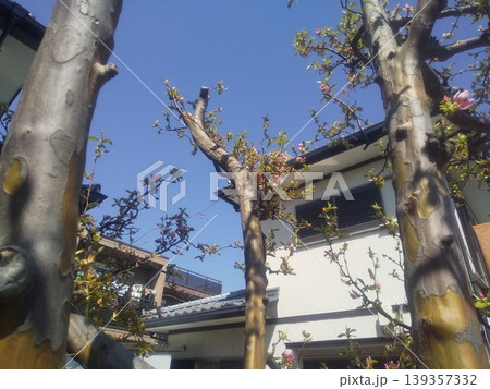 秋に実を沢山付けるカリンのの桃色の花 139357332