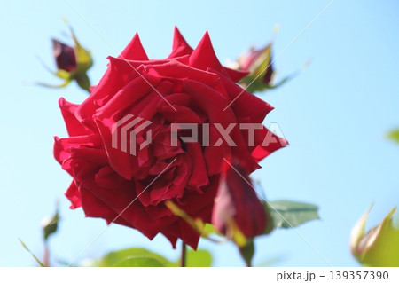 荒尾市 おもやい市民花壇 バラの花、 荒尾市 おもやい市民花壇 バラの花、 139357390