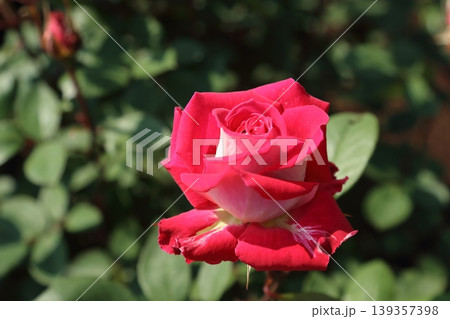 荒尾市 おもやい市民花壇 バラの花、 荒尾市 おもやい市民花壇 バラの花、 139357398