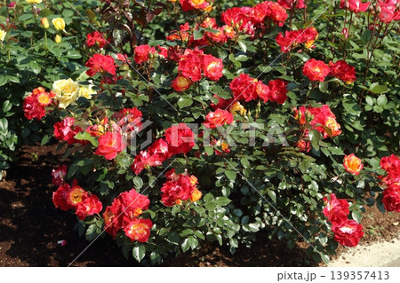 荒尾市　おもやい市民花壇　バラの花、 139357413