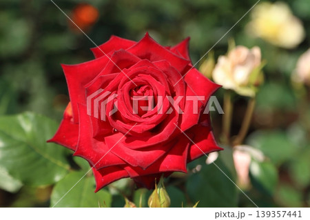 荒尾市　おもやい市民花壇　バラの花、 139357441