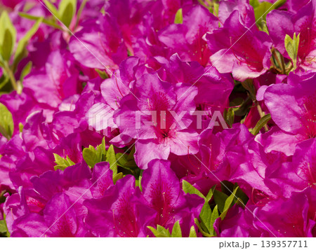 公園に咲いた鮮やかなツツジの花 139357711