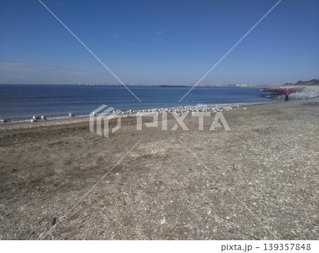 検見川浜の海岸に来た冬の渡り鳥ユリカモメ 検見川浜の海岸に来た冬の渡り鳥ユリカモメ 139357848