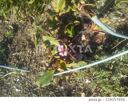 可愛い紫色の小さな花はヒマラヤユキノシタの花 139357850