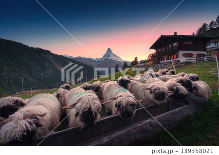 Valais Blacknose sheep with matterhorn mountain and chalet on hill in Switzerland Valais Blacknose sheep with matterhorn mountain and chalet on hill in Switzerland 139358021