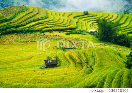 Lush rice field terraces with barn and farmer harvesting in countryside at Vietnam Lush rice field terraces with barn and farmer harvesting in countryside at Vietnam 139358103