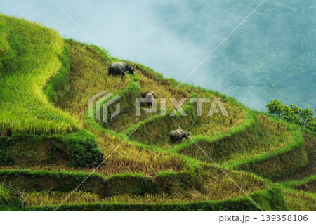 Lush green rice terraces with herd of buffalo grazing on hillside in farmland at countryside 139358106