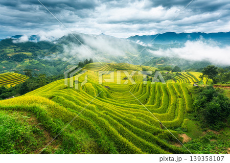 Lush green rice field terraces enveloped in fog during harvest season in countryside at Hoang Su Phi, Vietnam 139358107