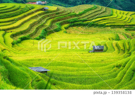 Lush rice field terraces with barn and farmer harvesting in countryside at Vietnam 139358138