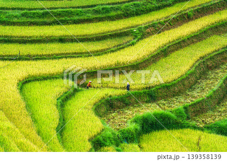 Farmer harvesting in lush rice field terraces on highland in countryside Farmer harvesting in lush rice field terraces on highland in countryside 139358139