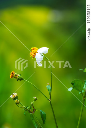 Delicate flower with white petal and yellow pollen on green background Delicate flower with white petal and yellow pollen on green background 139358143