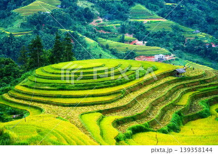 Lush rice field terraces with barn and farmer harvesting in countryside at Vietnam Lush rice field terraces with barn and farmer harvesting in countryside at Vietnam 139358144