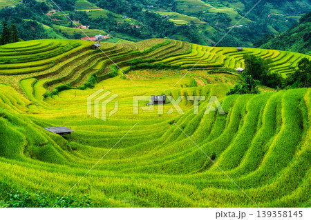 Lush rice field terraces with barn in farmland on countryside 139358145