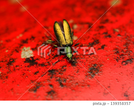 赤い橋の上のアオハムシダマシ マクロ Metallic green leaf beetle on r 赤い橋の上のアオハムシダマシ マクロ Metallic green leaf beetle on r 139358357