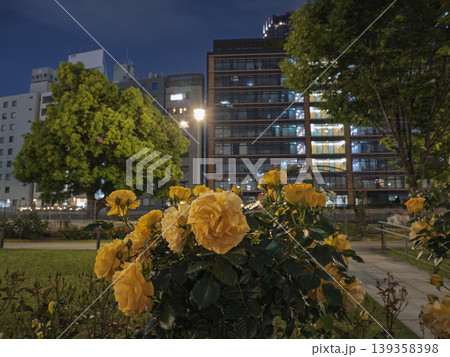夜のオフィス街を彩る、癒しの黄色い薔薇 夜のオフィス街を彩る、癒しの黄色い薔薇 139358398