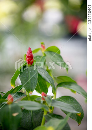 Costus spicatus Red flower, focus selective Costus spicatus Red flower, focus selective 139358401