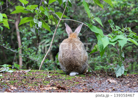 大久野島のウサギの後ろ姿 大久野島のウサギの後ろ姿 139358467