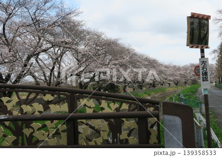 さいたま市の見沼代用水西縁沿いの桜並木 さいたま市の見沼代用水西縁沿いの桜並木 139358533