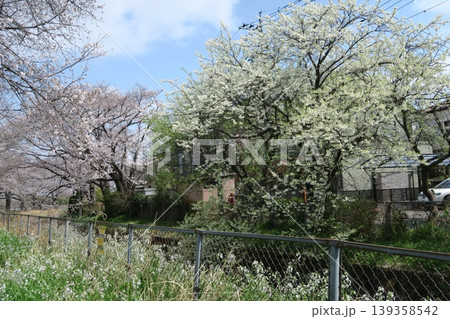さいたま市の見沼代用水西縁沿いの桜並木 139358542