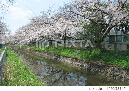さいたま市の見沼代用水西縁沿いの桜並木 さいたま市の見沼代用水西縁沿いの桜並木 139358545