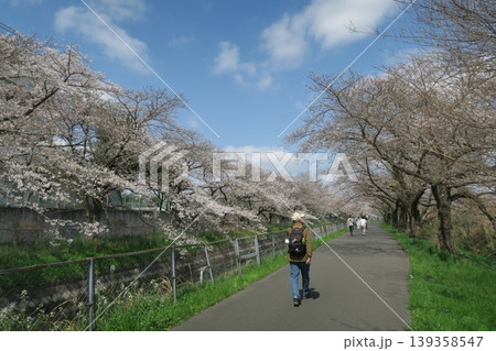 さいたま市の見沼代用水西縁沿いの桜並木 さいたま市の見沼代用水西縁沿いの桜並木 139358547