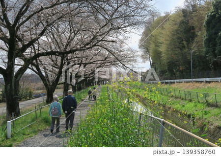 さいたま市の見沼代用水西縁沿いの桜並木 さいたま市の見沼代用水西縁沿いの桜並木 139358760
