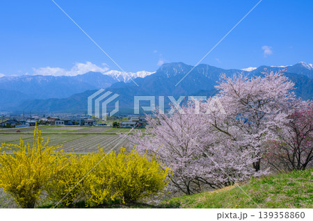 【春の安曇野】桜と有明山【北安曇郡池田町】 139358860
