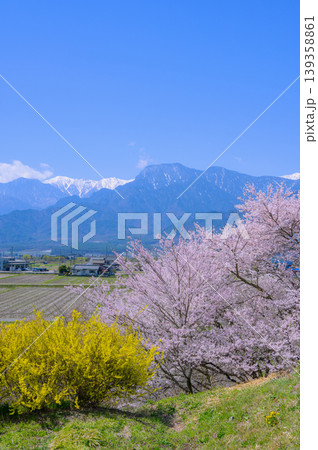 【春の安曇野】桜と有明山【北安曇郡池田町】 【春の安曇野】桜と有明山【北安曇郡池田町】 139358861