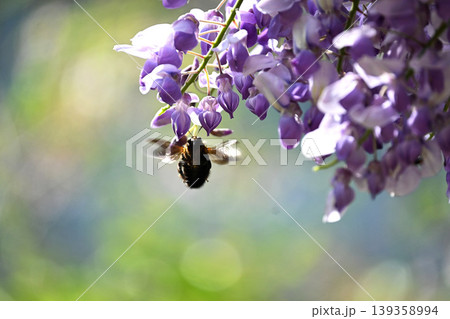 藤の花とクマバチ 藤の花とクマバチ 139358994