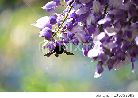 藤の花とクマバチ 139358995