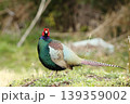 鮮やかな色の美しいキジ（全身像） 139359002
