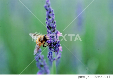 ラベンダーの蜜を吸う蜜蜂 ラベンダーの蜜を吸う蜜蜂 139359041