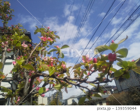 秋に実を沢山付けるカリンの桃色の花 139359044