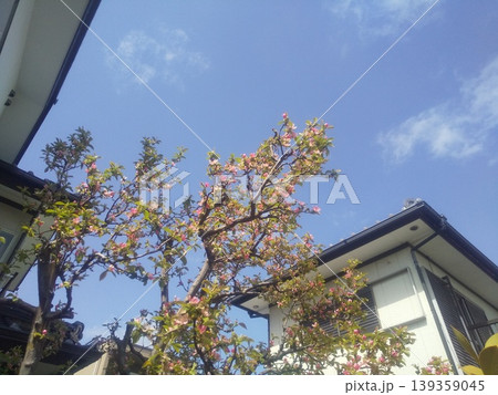 秋に実を沢山付けるカリンの桃色の花 139359045