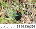 藪から顔を覗かせるキジの雄 139359056