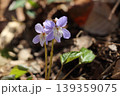 スミレ（ナガバノスミレサイシン）の花 139359075