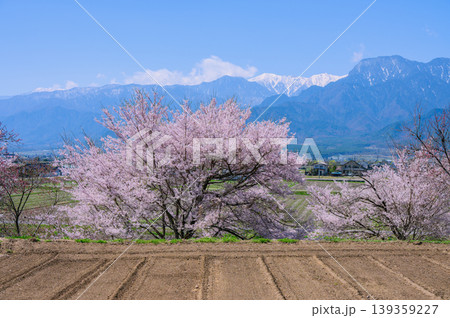 【安曇野に訪れた春】桜と有明山【北安曇郡池田町】 139359227