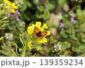 春の野で採蜜するベニシジミ 139359234
