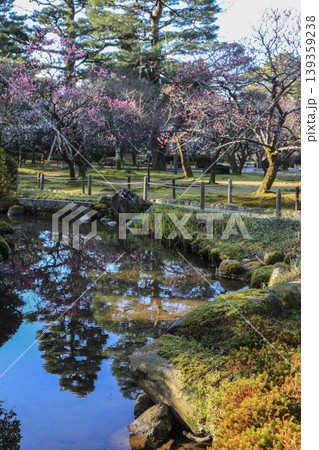 兼六園の梅 139359238