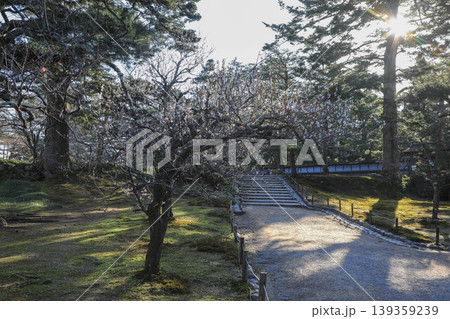 兼六園の梅 兼六園の梅 139359239