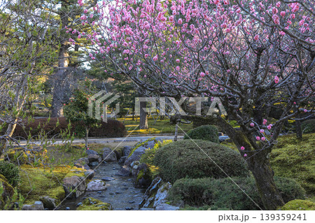 兼六園の梅 139359241