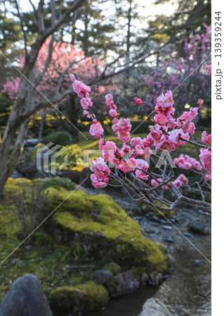兼六園の梅 兼六園の梅 139359244
