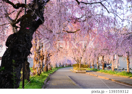 瑞々しい朝 朝日差し込む日中線枝垂れ桜並木 福島県 瑞々しい朝 朝日差し込む日中線枝垂れ桜並木 福島県 139359312
