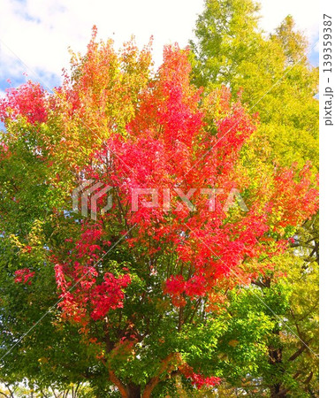 秋の朝の公園の紅葉のトウカエデとメタセコイア 秋の朝の公園の紅葉のトウカエデとメタセコイア 139359387